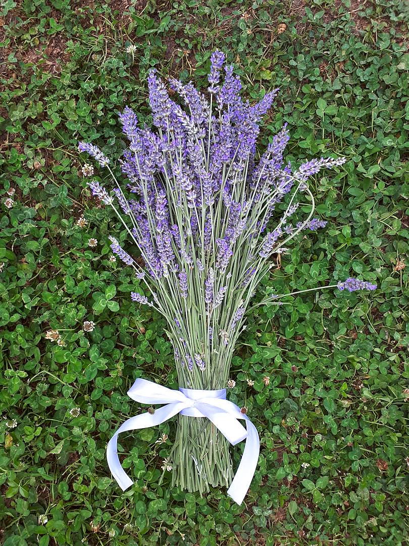 L'Essenza della Natura: Le Piante Officinali di Corte Santa Lucia